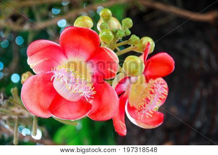 Sal tree have red flower Scientific name: Shorea robusta.