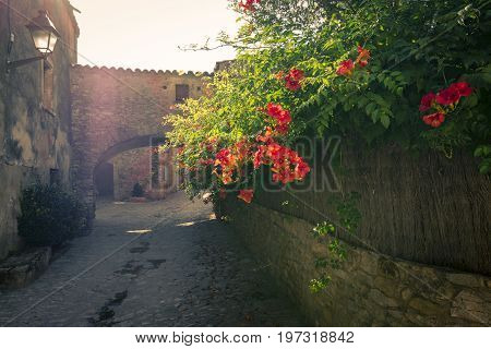 Flowers backlighted by the golden sunset in Peratallada. It is a picturesque medieval old town in the heart of Costa Brava, Catalonia, Spain.
