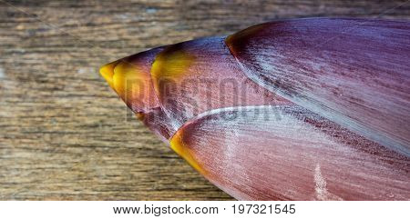 Silver Bluggoe Banana Blossom
