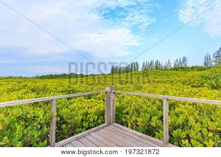 Tungprongthong with cloud blue sky mangrove forest at Nature Preserve and Forest Klaeng at Prasae Rayong province Thailand