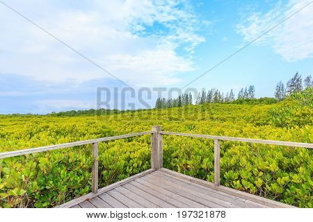 Tungprongthong with cloud blue sky mangrove forest at Nature Preserve and Forest Klaeng at Prasae Rayong province Thailand
