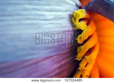 Silver Bluggoe Banana Blossom