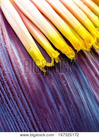 Silver Bluggoe Banana Blossom