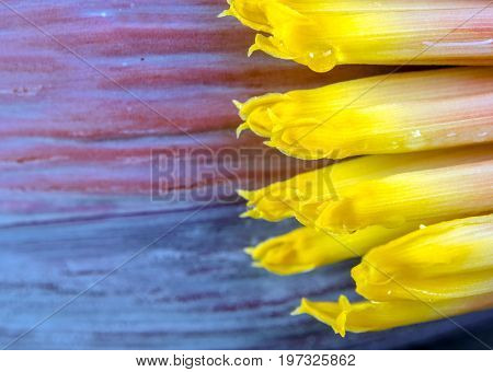 Silver Bluggoe Banana Blossom