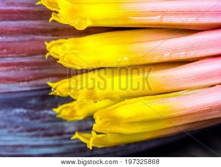 Silver Bluggoe Banana Blossom