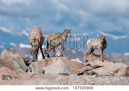 Bighorn sheep are wild animals in the Rocky Mountains of Colorado