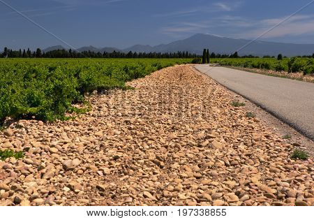 Chateauneuf du Pape vineyards, Rhone valley, France