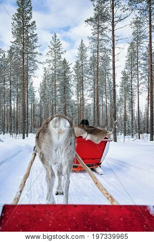 Reindeer Sled Caravan Safari With People Lapland Northern Finland