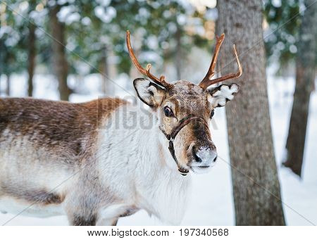 Reindeer At Winter Farm In Lapland Northern Finland