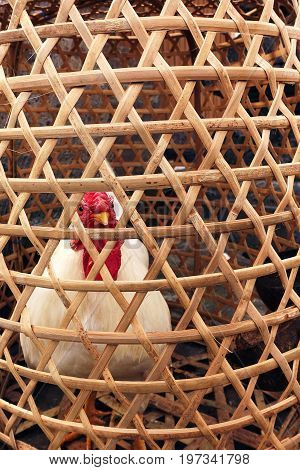 Big fat white feathered chicken locked inside wooden bamboo cage looking out small holes waiting to be slaughtered in Bali Indonesia.