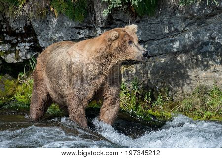 Alaskan Brown Bear Fishing