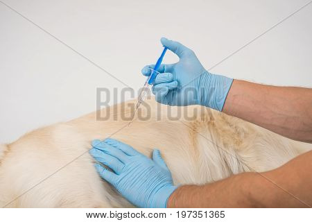 The Doctor's hands check the golden retriever dog. The dog lies on the table for medical examination in a veterinarian