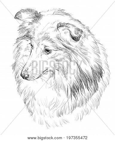 Vector outline portrait of Sheltie (Shetland Sheepdog) in black color hand drawing Illustration on white background