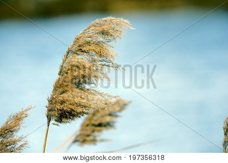 Dry Grasses on lake during the fall months blowing in the wind