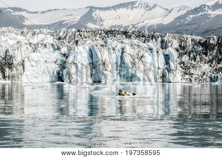 Beautiful Glacier Lagoon Background and cute seal at Jokulsarlon, Iceland
