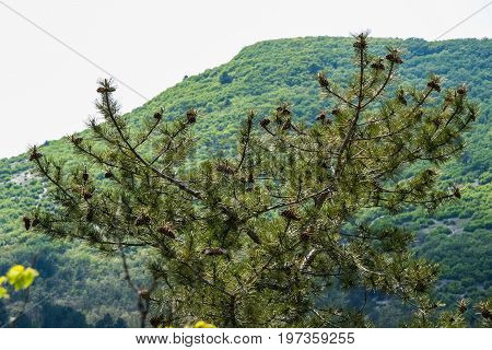 The Vicinities Of The Mangush Plateau