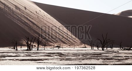 Dead camel thorn trees in Deadvlei dry pan with cracked soil in the middle of Namib Desert red dunes, near Sossusvlei, Namib-Naukluft National Park, Namibia, Africa