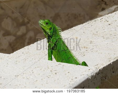 Green iguana sitting on stone wall in Puerto Rico.