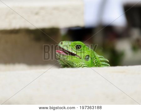 Close up of a green iguana (Iguana iguana), also known as the American iguana, isolated with its mouth open.
