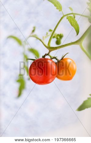 Homemade tomato grown on a window sill in a pot / помидор на ветке растущий на подоконнике.