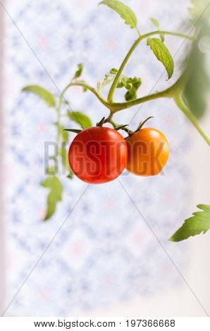 Homemade tomato grown on a window sill in a pot / помидор на ветке растущий на подоконнике.