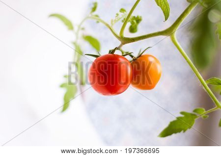 Homemade tomato grown on a window sill in a pot / помидор на ветке растущий на подоконнике.