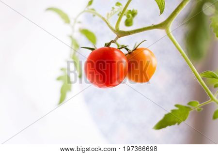 Homemade tomato grown on a window sill in a pot