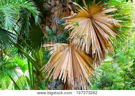 The Talipot Palm - Corypha Umbraculifera is one of the largest palms in the world. Natives have a wide range of uses for this palm, food, medicines and other commodities for their use from this trees.