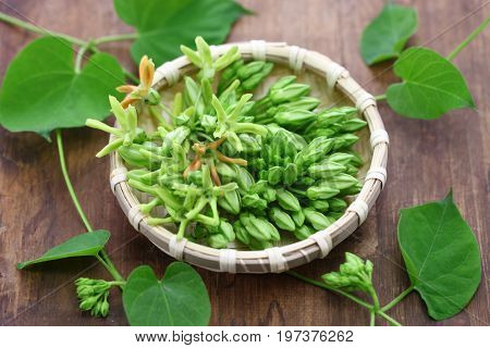 tonkin flower,telosma cordata,night fragrant flower