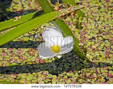 The corpuscle is ordinary or aloe-like. Summer flowers. Very beautiful image.