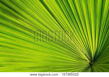 Green palm leaf texture close-up against sun
