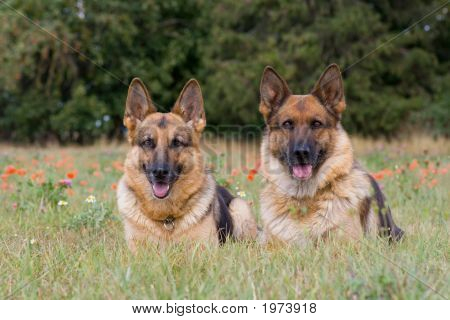 Dois carneiros-cães