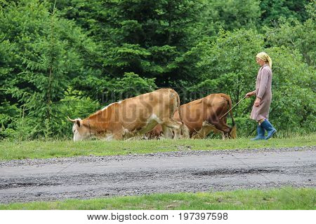 Schodnica Ukraine - July 09 2014: Shepherd woman grazes cows