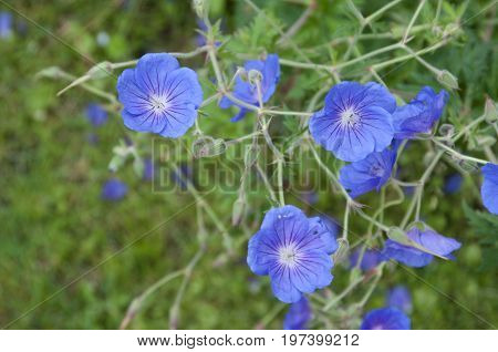 Geranium flowers close up shot local focus