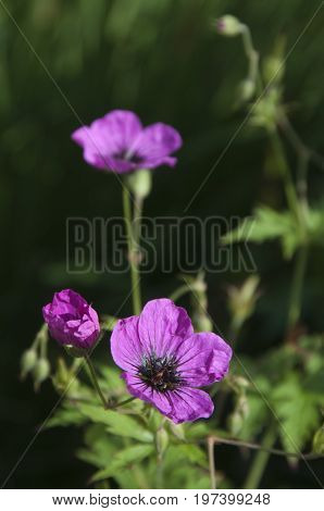 Geranium flowers close up shot local focus