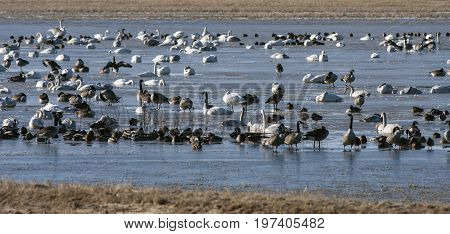Birds rest in a pond during its migration. Ducks, whooper swan and Canada geese.