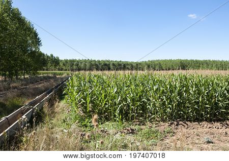 Poplar groves and cornfields in the plain of the River Esla, in Leon Province, Spain