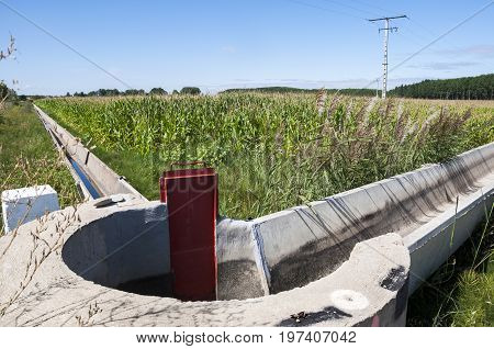 Poplar groves and cornfields in the plain of the River Esla, in Leon Province, Spain