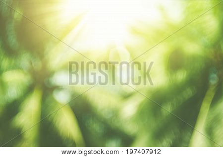Copy Space Of Blur Palm Leaf On Blue Sky And White Clouds With Bokeh Sun Ligth Abstract Texture Back