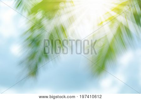 Copy Space Of Blur Palm Leaf On Blue Sky And White Clouds With Bokeh Sun Ligth Abstract Texture Back