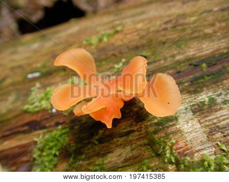 Mushroom on a dead tree in french guyana rainforest.