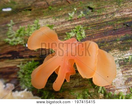 Mushroom on a dead tree in french guyana rainforest.