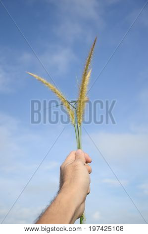 pennisetum pedicellatum grass flower on man hand