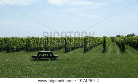 This image was taken at a North Fork vineyard on Long Island