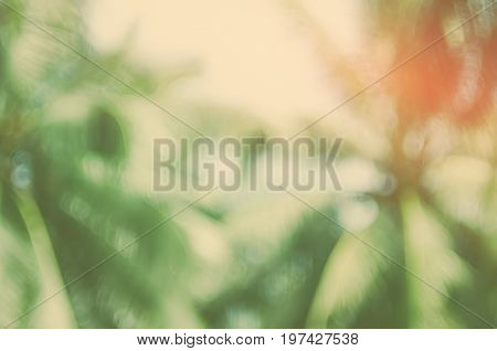 Copy Space Of Blur Palm Leaf On Blue Sky And White Clouds With Bokeh Sun Ligth Abstract Texture Back