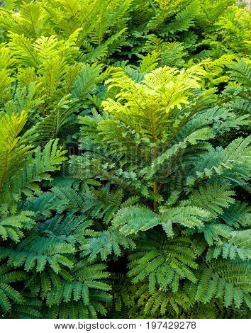 Even Pinnately Compound Leaves Background And Texture