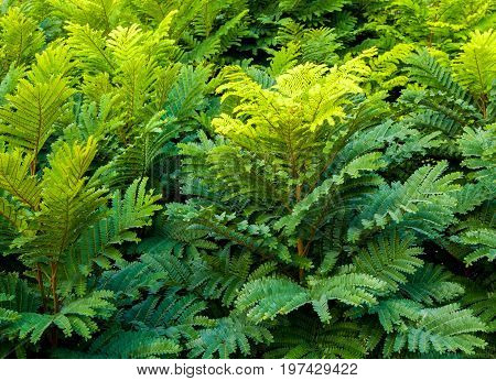 Even Pinnately Compound Leaves Background And Texture