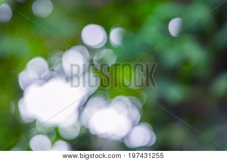 Light from the sun passing through the top of the wood into the hole until the image is blurred white Bo-keh color with orange light and leaves are green, fresh and beautiful.