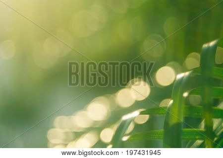 Copy Space Of Blur Palm Leaf On Blue Sky And White Clouds With Bokeh Sun Ligth Abstract Texture Back