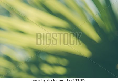 Copy Space Of Blur Palm Leaf On Blue Sky And White Clouds With Bokeh Sun Ligth Abstract Texture Back
